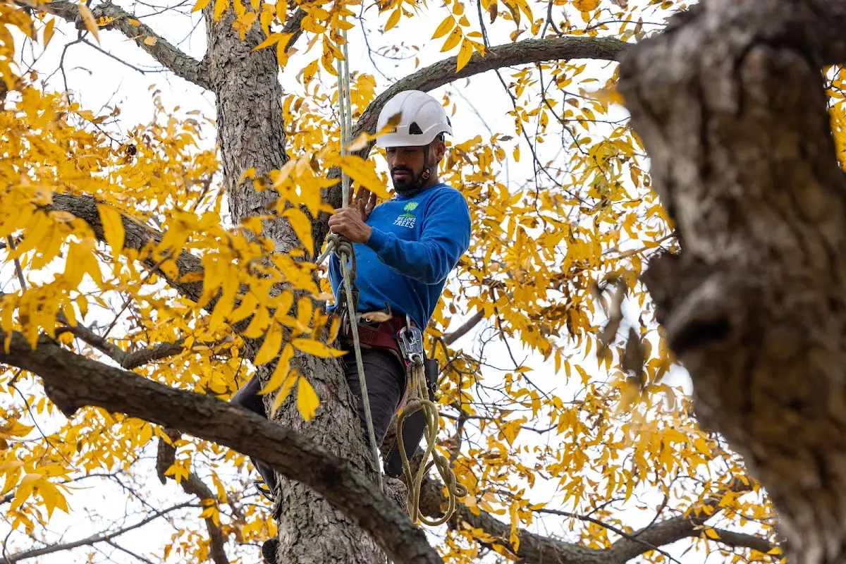 Skilled Tree Pruning crew working in Mahomet