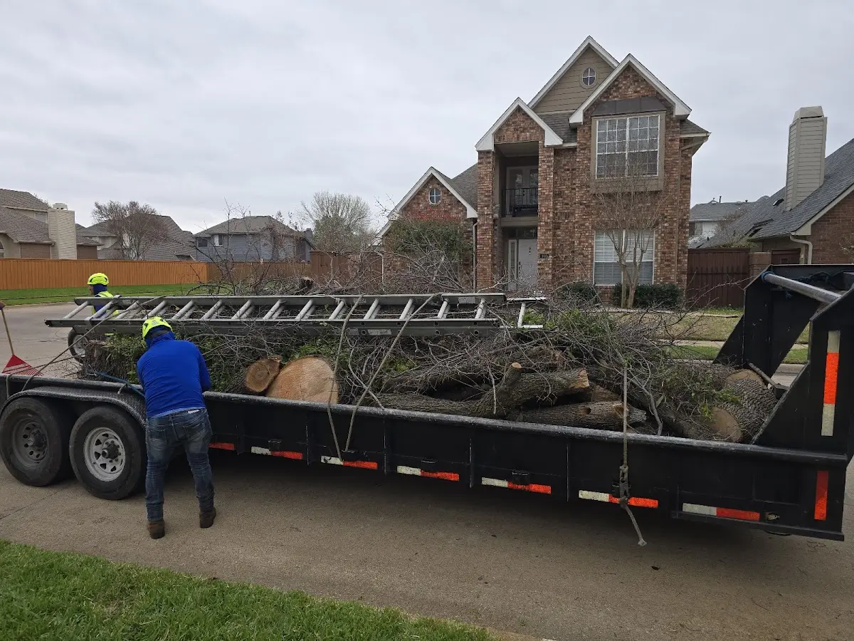 Expert Deadwooding with proper safety equipment in Mahomet